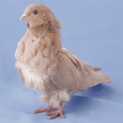 MEWKA CHISKA7